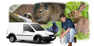 Stockton Heath local van